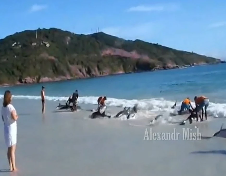 Nisu se plašili ajkula, već su im pritrčali u pomoć