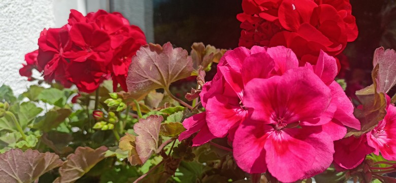 Zrób to raz w tygodniu, a pelargonie zakwitną jak szalone! 6 prostych trików
