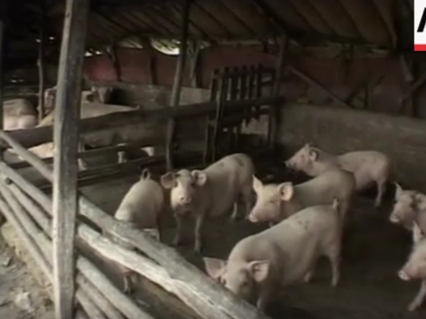 Vlasnici moraju da prijave svaki simptom da bi sprečili zarazu