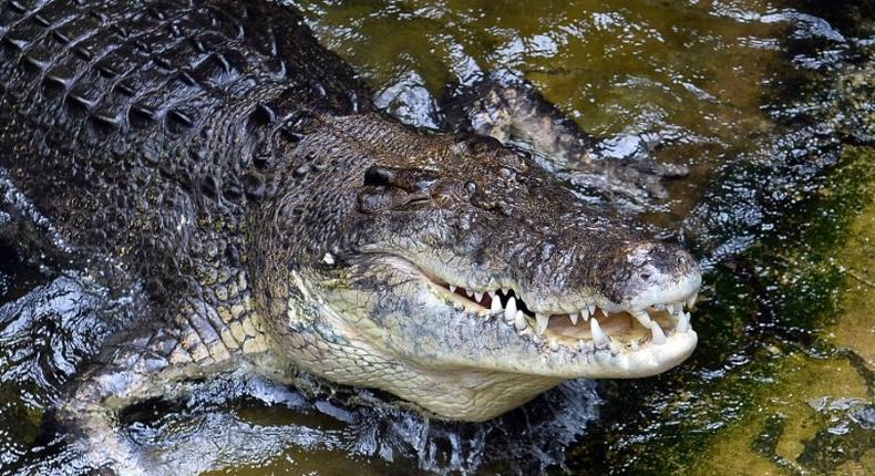 A man who accidently bumped into a crocodile while snorkeling in northern Australia escaped with minor injuries to his head as wildlife officers worked to track down the reptile