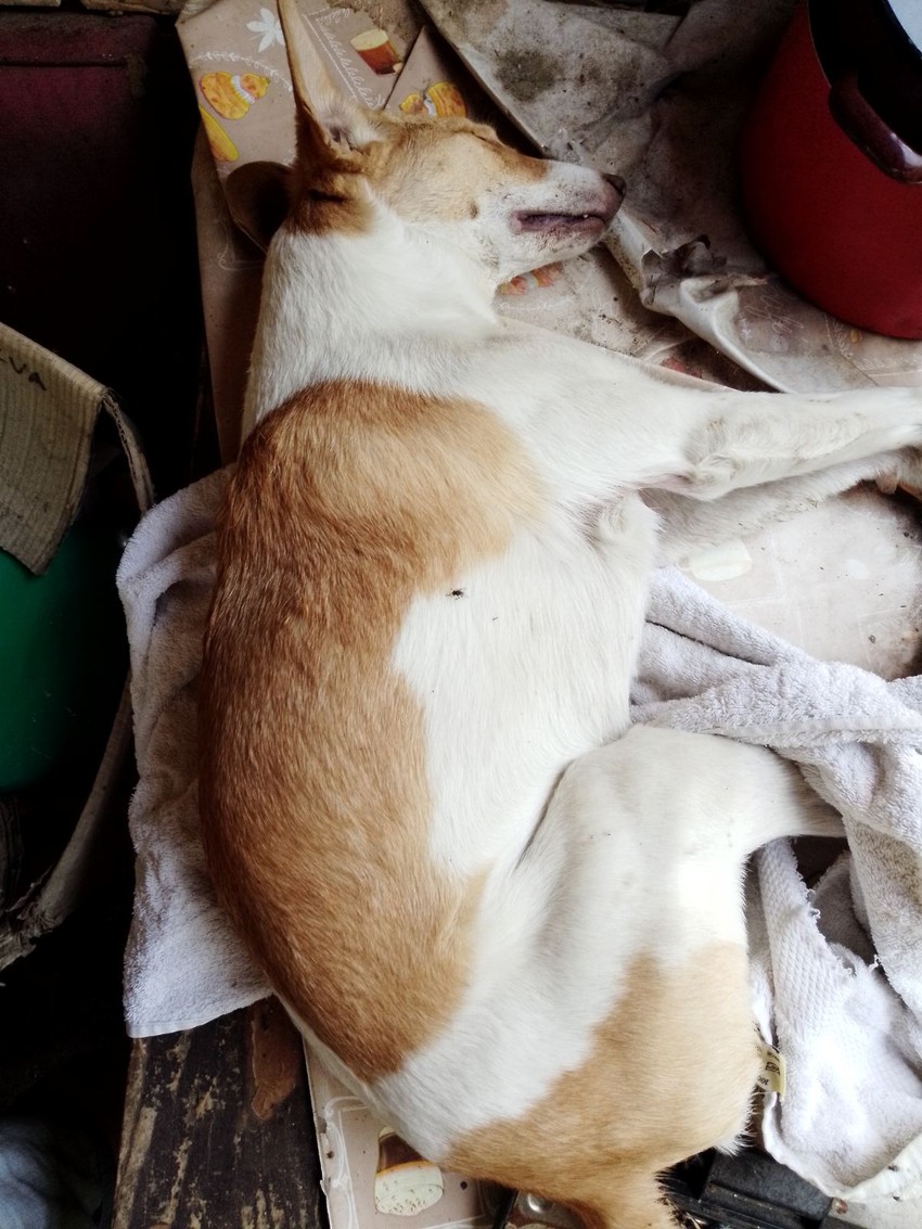 Jedan od povređenih pasa