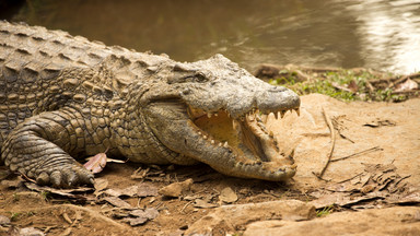 Hiszpania: Krokodyl nilowy w rzece. Zwierzę jest bardzo agresywne