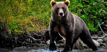 Niedźwiedzie grasują w Tatrach. Jest tak źle, że władze rozważają stan wyjątkowy!