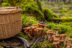 Nie tylko trufle. Te najdroższe grzyby świata można znaleźć w Polsce