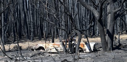 Pożary ich nie wykończyły. Czym są te niesamowite stworzenia z Australii?