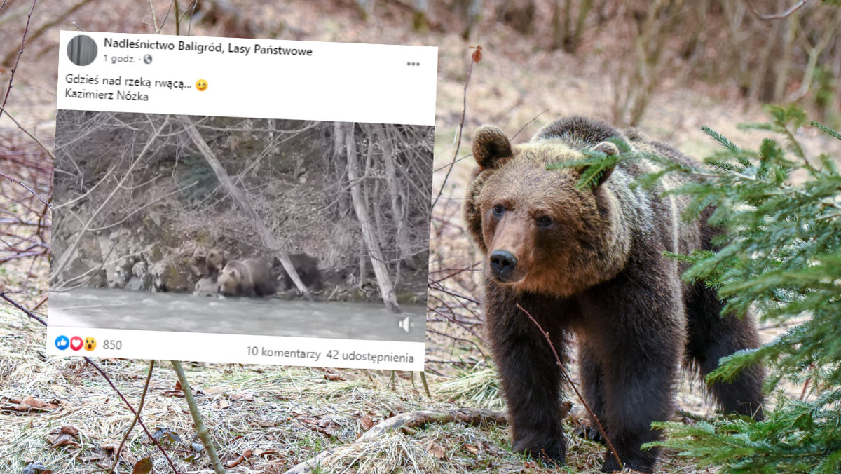 Bieszczady. Gromadka niedźwiadków uchwycona na nagraniu. Prawdziwa wiosna 