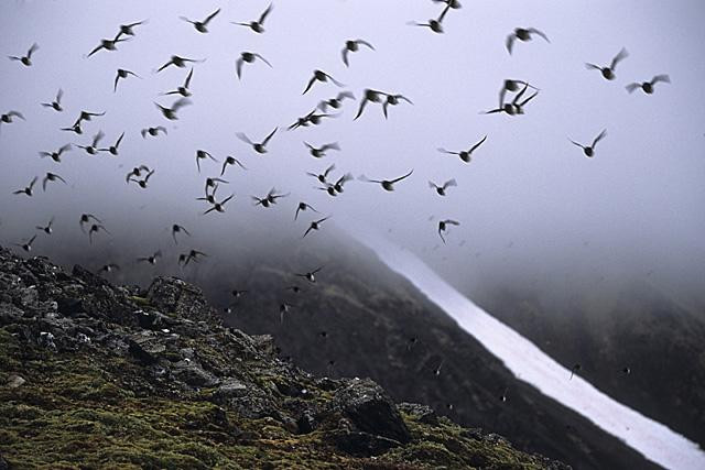 Galeria Wystawa polarnej fotografii przyrodniczej "Ptaki Spitsbergenu", obrazek 49