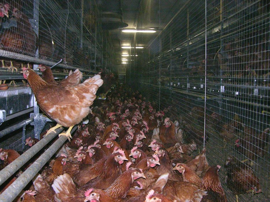 Greger könyve szerint a csirkefarmok szabadíthatják rá a világra minden idők legpusztítóbb vírusát, ami az emberiség felét kiirthatja / Fotó: Northfoto