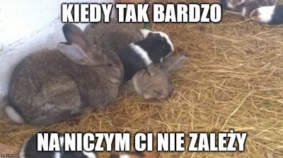 Najlepsze memy o królikach