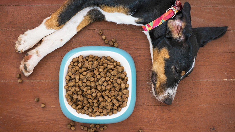 Brak apetytu u psa może mieć różne przyczyny - mattycoulton/pixabay.com
