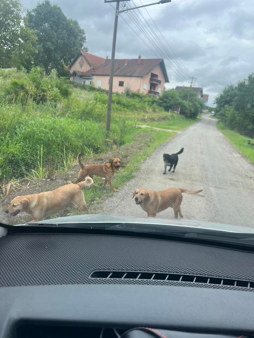 psi na ulicama Isakova kod Ćuprije