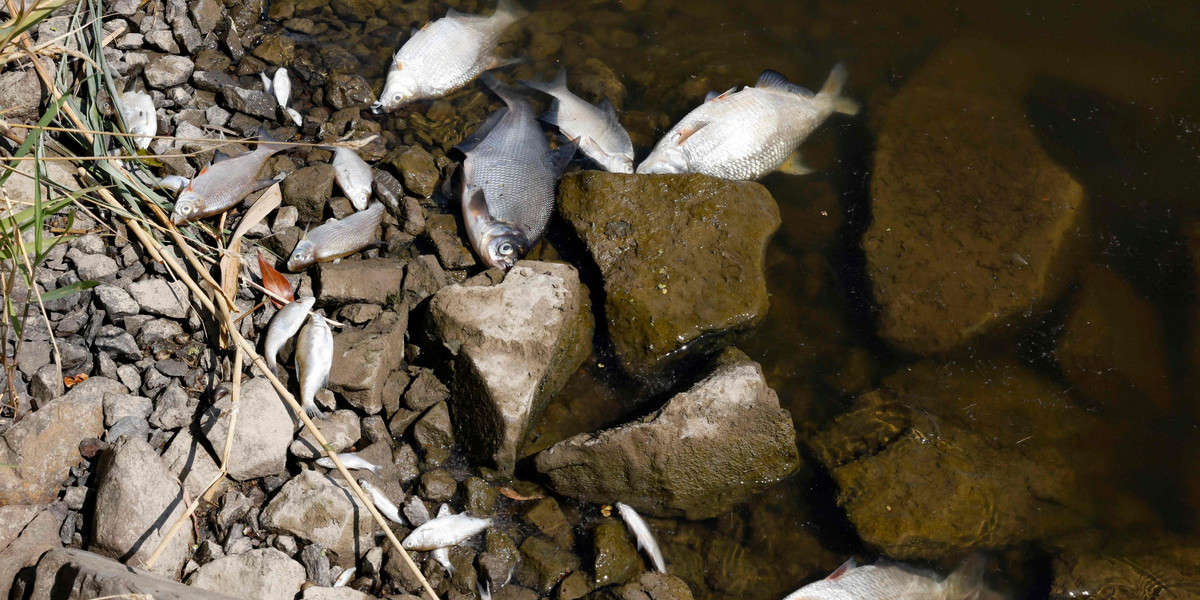 Wędkarze odkryli setki martwych ryb w rzece Saale w pobliżu Bernburga w Saksonii-Anhalt. 