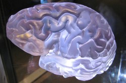 Ludzkie mózgi staja się coraz większe? Nie mądrzejemy, ale przynajmniej jesteśmy zdrowsi