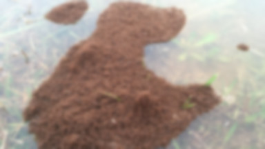 Powódź w Houston. Na wodzie unoszą się "wyspy" jadowitych mrówek [WIDEO I ZDJĘCIA]