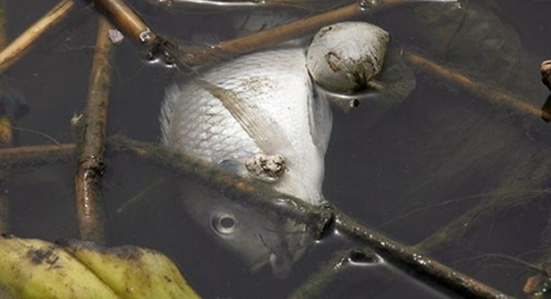 Poisson mort dans la lagune ebrié