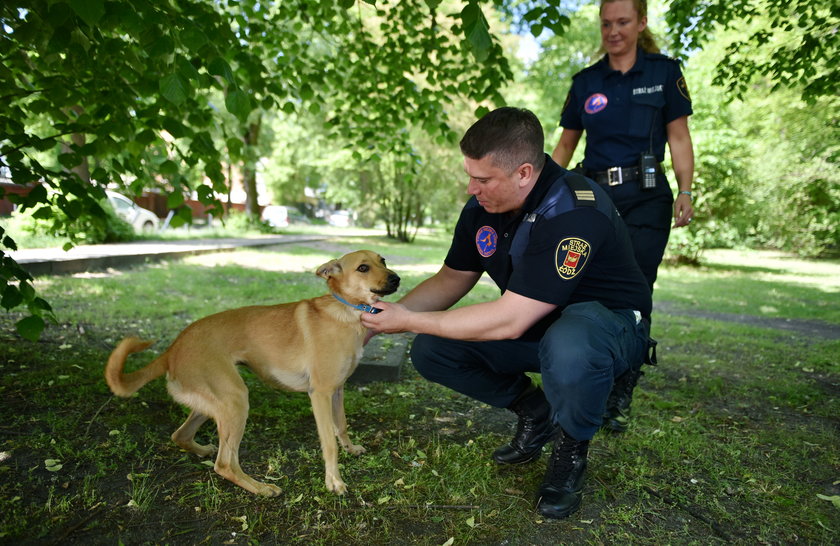 Straż miejska w Łodzi utworzyła zespół do interwencji związanych ze zwierzętami