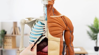 Ciało człowieka nie ma przed tobą tajemnic? QUIZ zdradzi, czy na pewno