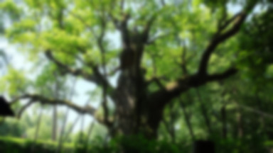 Bartek "na żywo". Internauci mogą podglądać najsłynniejsze drzewo w Polsce
