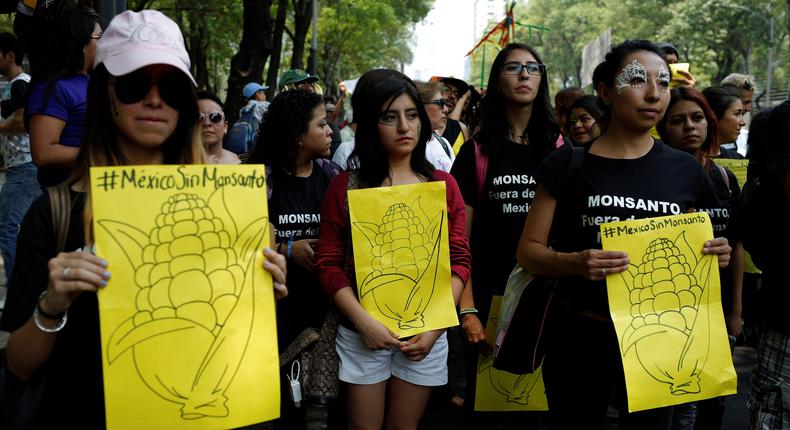 Demonstrators hold placards with corn-cob drawings during a protest march against Monsanto, the world's largest seed company, in Mexico City, May 21, 2016.