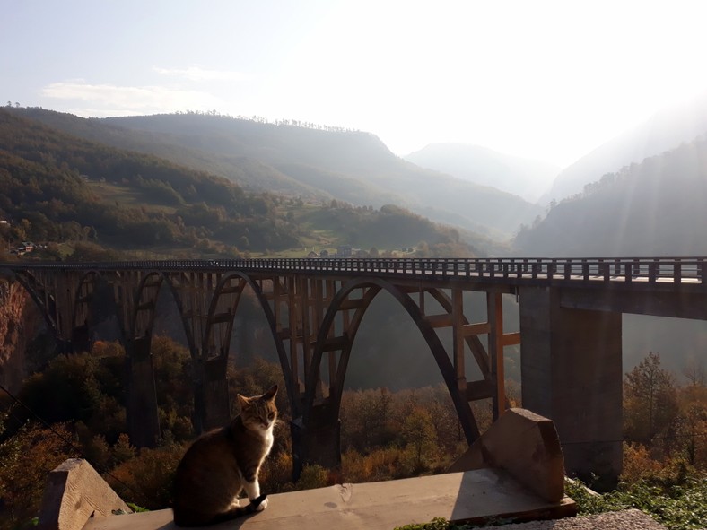 Mostu na Tarze pilnuje kot