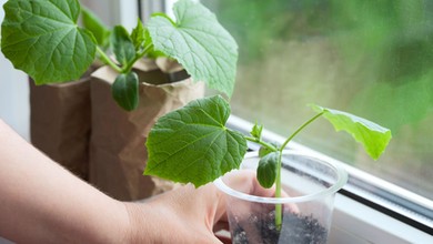 Dodaj to do ziemi, w której wysiewasz ogórki. Rozsada będzie mocna