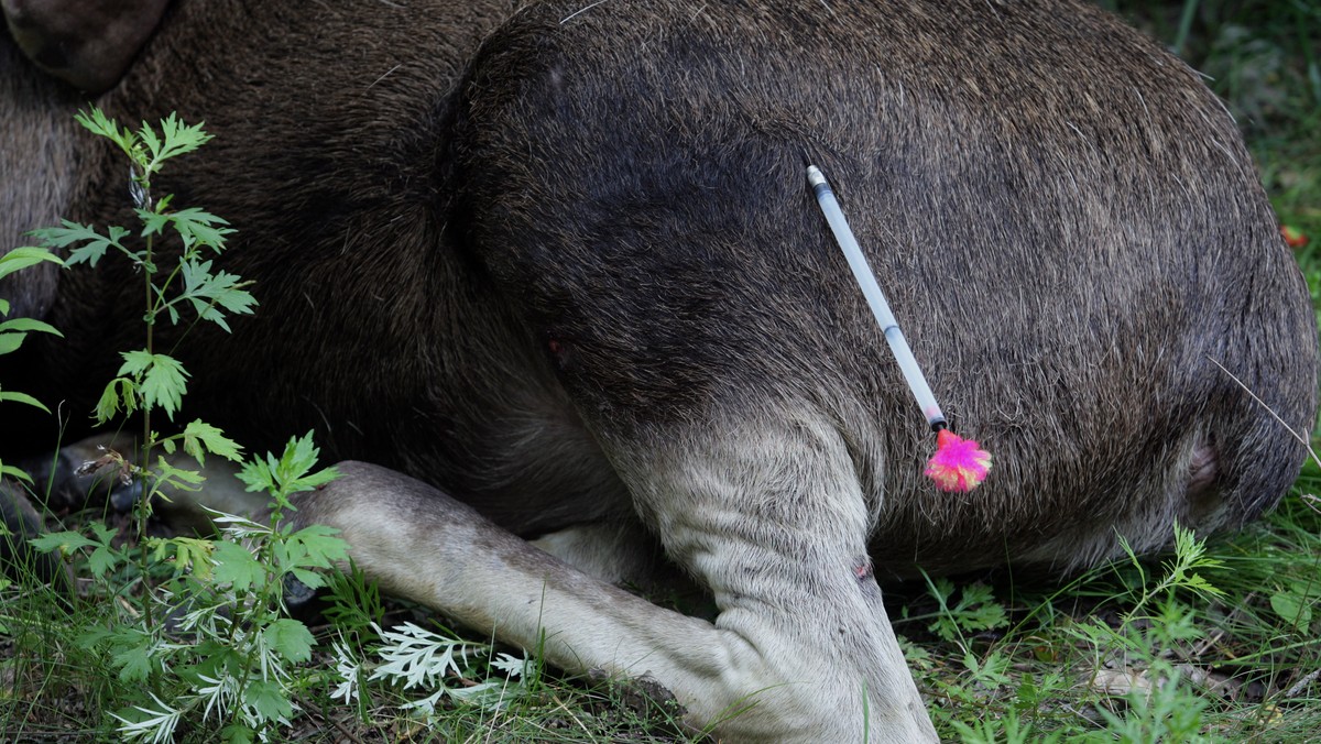 WARSZAWA URSUS ŁOŚ W MIEŚCIE