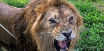 Tragedia w zoo. Lwica otworzyła wejście do klatki. Zaatakowany został strażnik