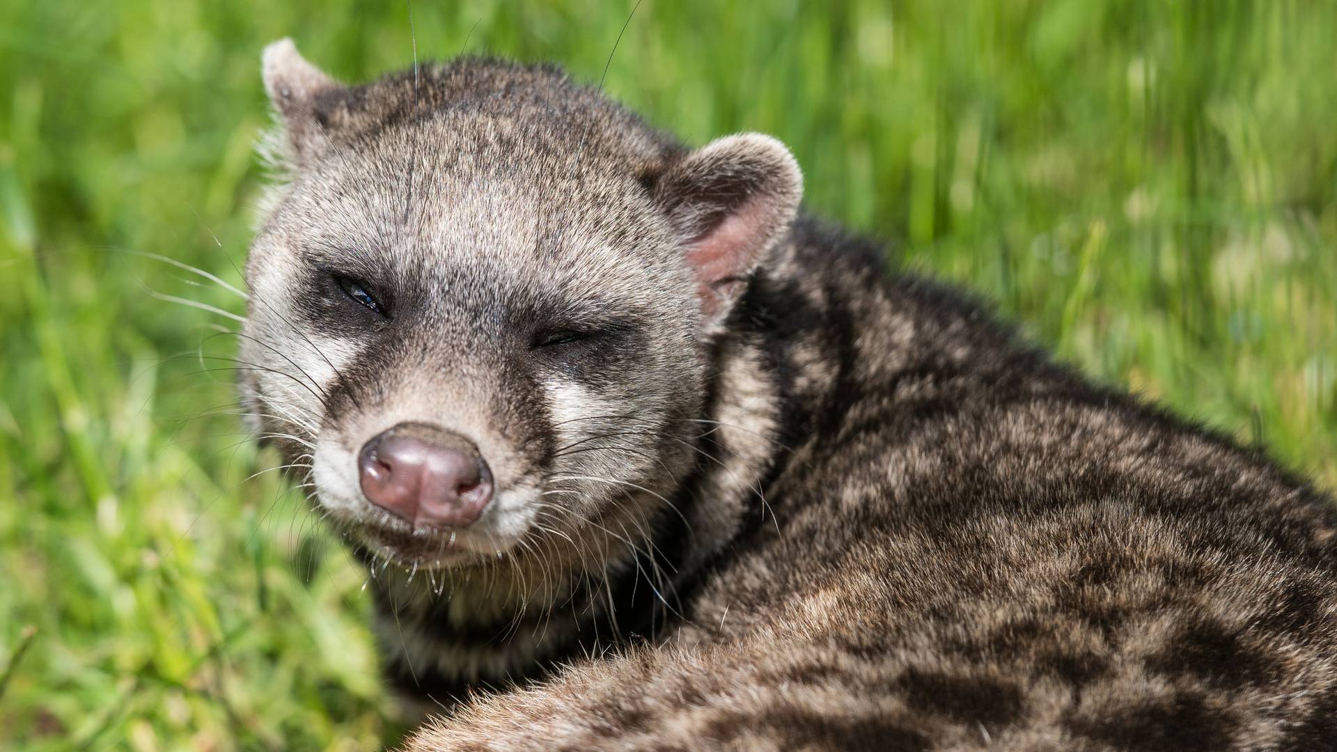 Von Pangolin bis Zibetkatze  Vietnam verbietet endlich den 