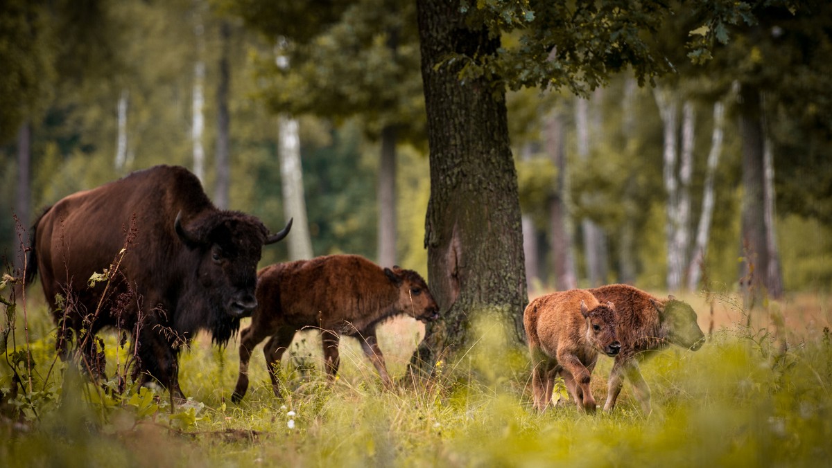 Wszystkie odstrzały żubrów w Puszczy Boreckiej w latach 2012-2016 odbyły się zgodnie z przepisami, warunkami określonymi w decyzjach służb ochrony środowiska i zaleceniami ekspertów - wynika z kontroli przeprowadzonej przez Lasy Państwowe.