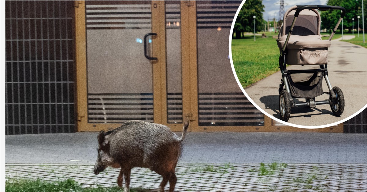 Dzik w Krakowie: niebezpieczna akcja przy kościele, dziecko w szpitalu","background":"W ostatnich latach dziki coraz częściej pojawiają się w miejskich dzielnicach Polski, w tym w Krakowie. Zwierzęta przyzwyczajały się do życia w pobliżu ludzkic
