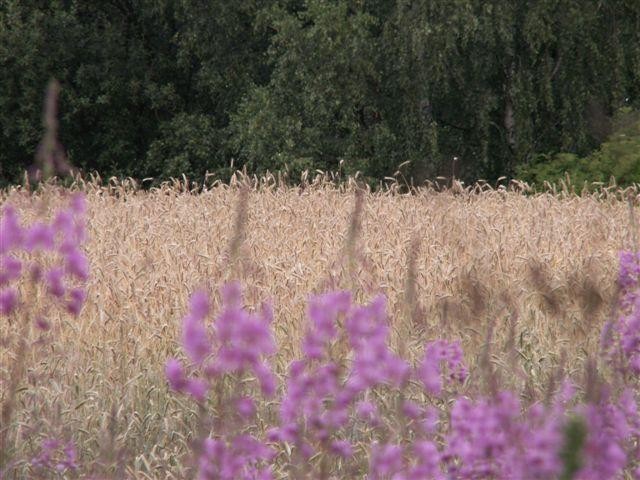 Grzegorz Tarasów