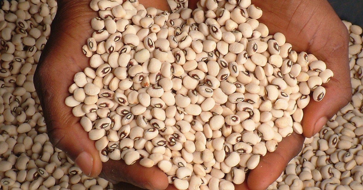 Brong Ahafo Farmers name beans variety after John Mahama Pulse Ghana