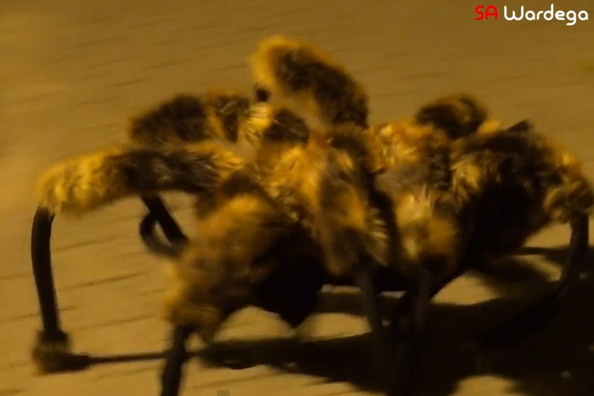 Po ulicach grasuje zmutowany pająk
