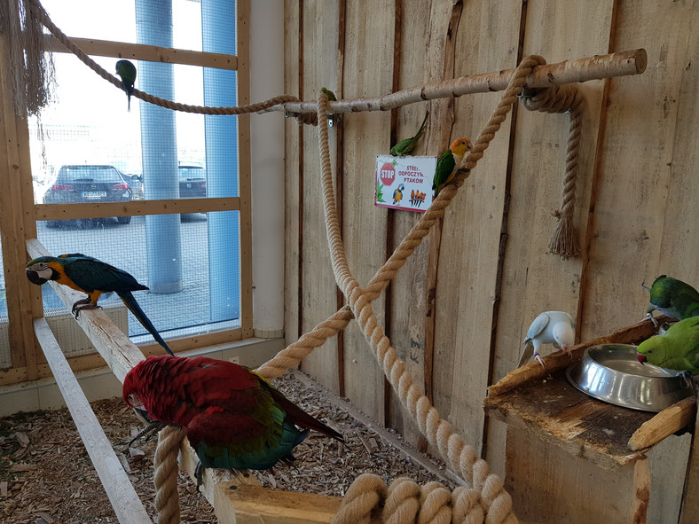 Miejsce odpoczynku dla ptaków w Papuga House