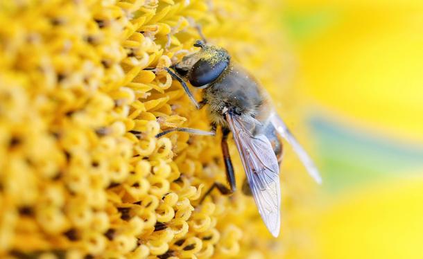 An insect collects nectar from a sunflower on a field near Schneisingen