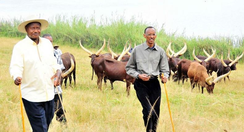 ___6971971___https:______static.pulse.com.gh___webservice___escenic___binary___6971971___2017___7___10___19___President-Kagame-and-Museveni-looking-after-long-horned-cattle