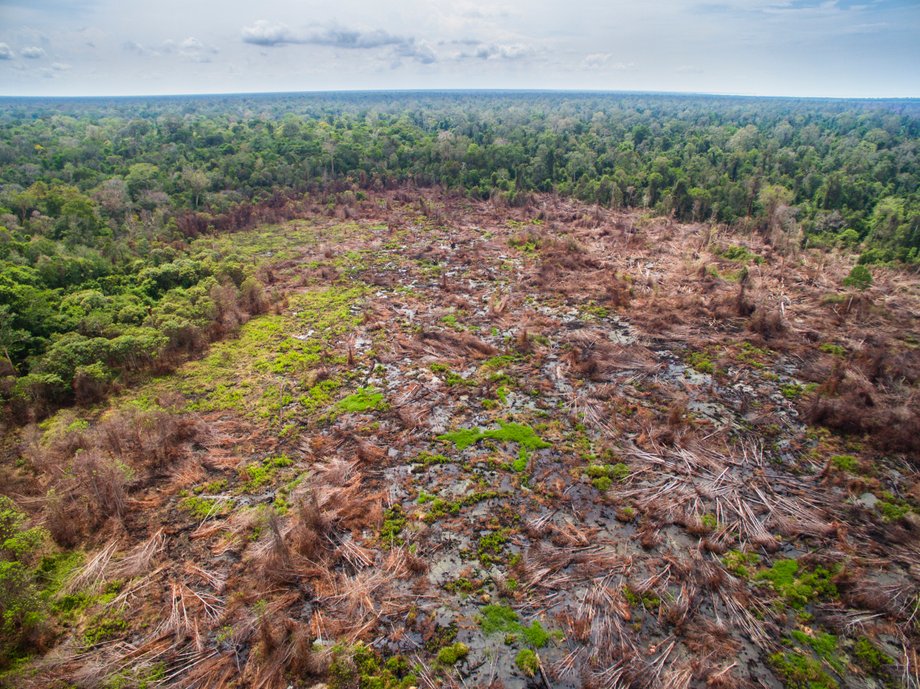 Terytorium parku narodowego w Indonezji po nielegalnej deforestacji. Na jej skutek dom tracą m.in. organgutany