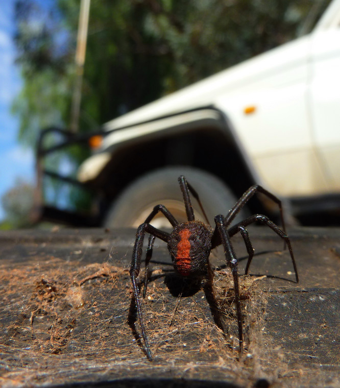 Redback Spider (Latrodectus hasselti)