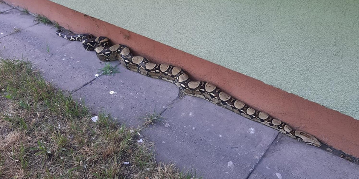 Groza na osiedlu! Wąż-gigant grasował pod blokiem