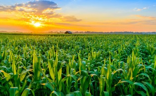 Ekologia: roboty wyposażone w specjalne elektrody mogą zastąpić pestycydy