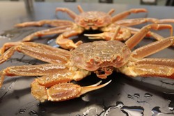 Padło blisko 10 miliardów krabów. Powodem wzrost temperatury wody w Morzu Beringa