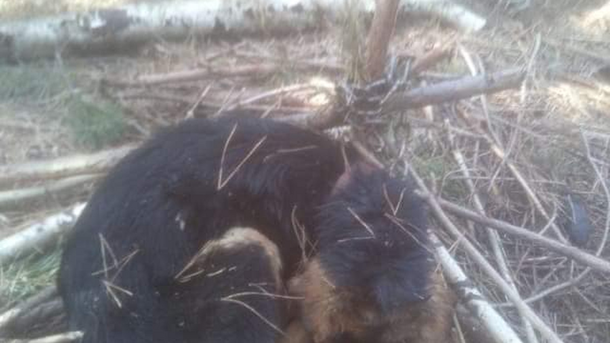 Martwego psa przywiązanego do drzewa znalazł jeden z mieszkańców Złotówka w woj. dolnośląskim - jak relacjonuje mężczyzna, czworonóg był przywiązany tak, aby maksymalnie ograniczyć jego ruchy. Zwierzę zmarło w męczarniach - pisze wrocławska Ekostraż. A policja szuka osoby, która skazała go na taką śmierć.