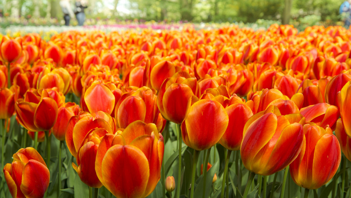 O najpopularniejszych wiosennych kwiatach. Kiedy i jak sadzić tulipany?