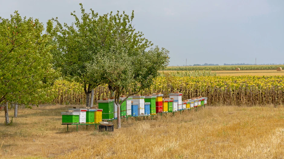 Pčelari pozvani da zaštite pčele tokom akcije suzbijanja komaraca