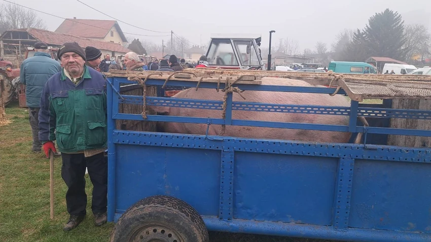 Svinja teška 300 kilograma