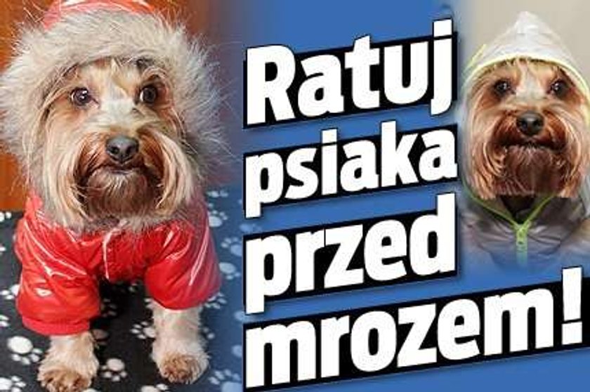 Ratuj psiaka przed mrozem!