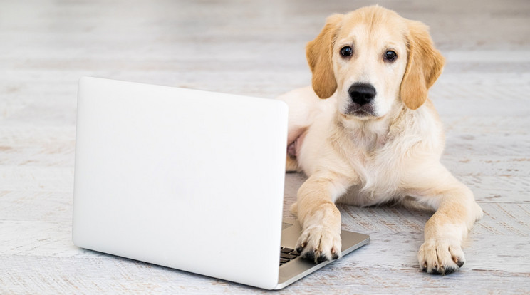 A kutya szereti a laptopot, a laptop nem szereti a kutyát. Ez csak egy a számos szabály közül, amire érdemes figyelnie, ha a hordozható számítógépét hosszú időn át szeretné működésben tartani. A legfontosabb talán, hogy egy viszonylag drága eszközt némi tisztelettel kell kezelni. / Fotó: NorthFoto