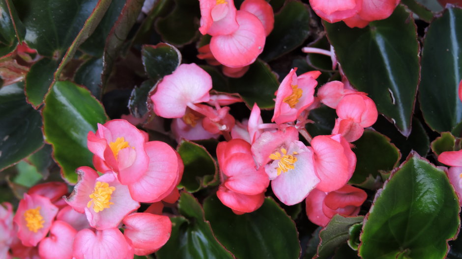 Begonia- E-lona/stock.adobe.com