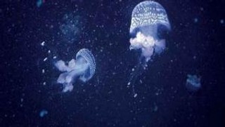 Anita Lipnicka 'Vena Amoris' - recenzja