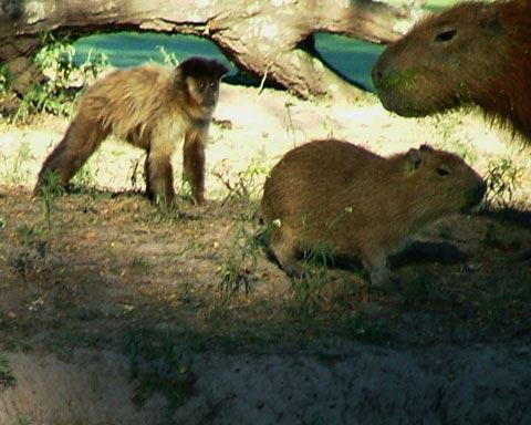 Galeria Argentyna - Delta rzek Parany i Urugwaju, fauna, obrazek 21